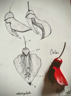 Ceibo